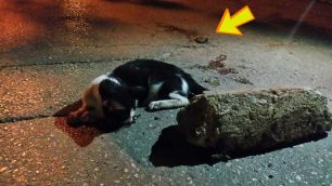 Αγία Παρασκευή: Έσπασαν το σαγόνι της γάτας χτυπώντας την με πέτρα